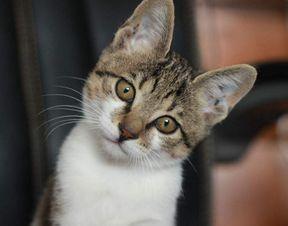 娱乐吃瓜小猫咪小说